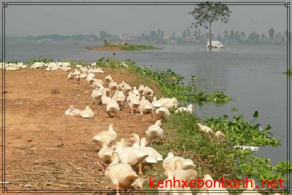 Ô nhiễm môi trường trong các hoạt động chăn nuôi gia súc.